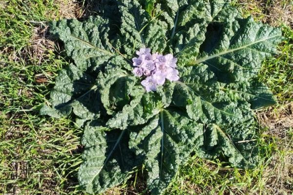 Adamotu
Mandragora autumnalis Bertol.
Solanaceae
Drog: Kök ve yapraklar
Lokas…