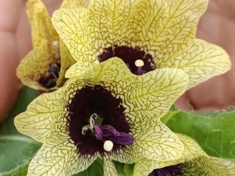 Kara banotu, deli batbaotu, gavur haşhaşı
Hyoscyamus niger L.
Solanaceae
Lokas…