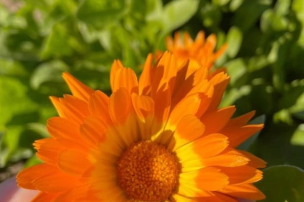 Aynısefa
Diğer adları: Portakal nergisi
Calendula officinalis L.
Asteraceae
…
