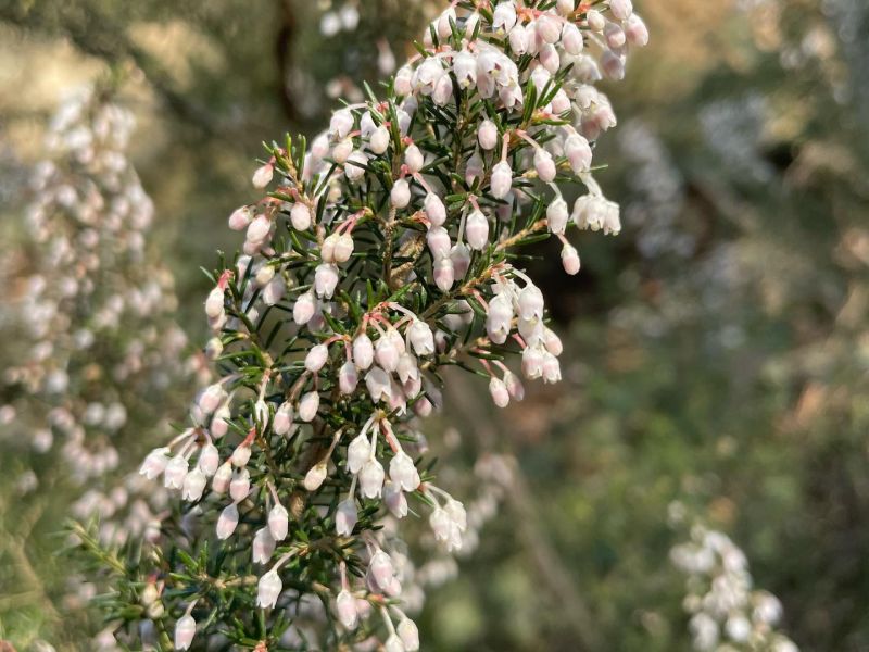 Funda
Diğer isimleri: Süpürge çalısı, püren, piren
Erica arborea L.
Ericaceae…