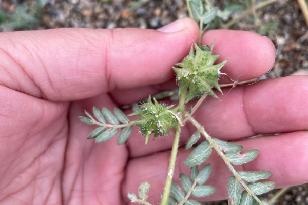 Çobançökerten
Diğer isimleri: Demirdikeni
Tribulus terrestris L.
Zygophyllaceae
…