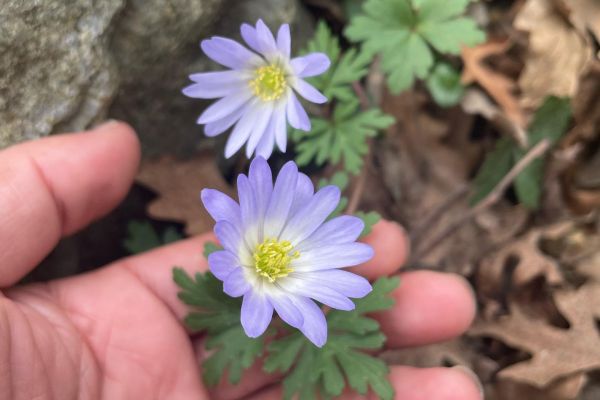 Dağ lalesi
Diğer adları: Şakayık-ı numan, dağ gelinciği, kır lalesi
Anemone bl…