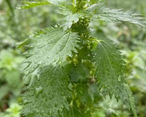 Küçük ısırgan
Urtica urens L.
Urticaceae

Drog: Herba

Lokasyon: Burhaniye Balık…