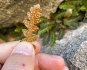 Dalakotu
Diğer isimleri: Altınotu, mayasılotu, saçakotu

Asplenium ceterach L. (…