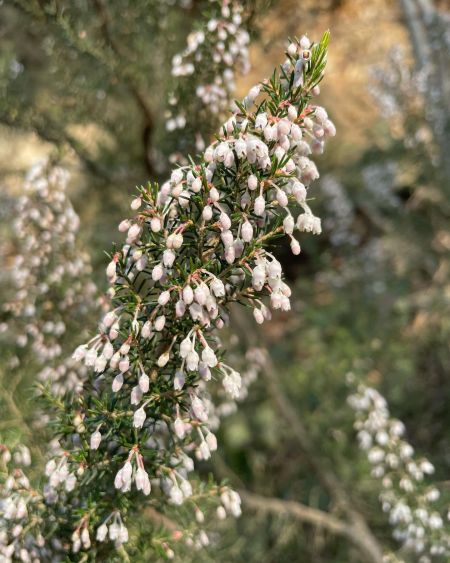 Funda 
Diğer isimleri: Süpürge çalısı, püren, piren 

Erica arborea L.
Ericaceae…