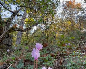 Kandilkökü, Hedera Yapraklı Sklamen, Domuz Topalağı
Cyclamen hederifolium Aiton
…