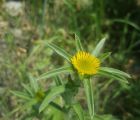 Buhurumeryem, altungöz, dikenotu
Pallenis spinosa (L.) Cass.
Asteraceae

Drog: Ç…