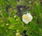 Mersin
Diğer isimleri: Murt
Myrtus communis L. 
Myrtaceae

Drog: Yaprak, çiçekli…