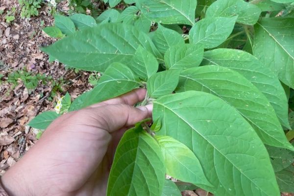 Atropa belladonna

Diğer isimleri: Güzelavratotu, ölümcül gece gölgesi, şeytanki…