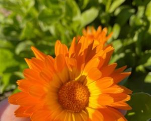 Aynısefa
Diğer adları: Portakal nergisi

Calendula officinalis L. 
Asteraceae 

…