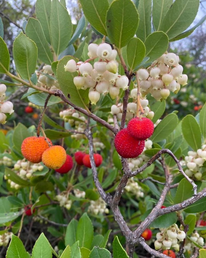 İlk dört fotoğraf:
Kocayemiş, hocayemişi, davulgu, davulga
Arbutus unedo L. 
Eri…