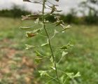 Çobançantası, çıngıldaklıot
Capsella bursa-pastoris (L.) Medik. 
Brassicaceae

D…