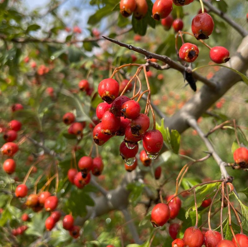 Alıç, Yemişen
Crataegus monagyna Jacq.
Rosaceae
Lokasyon: Balıkesir

Drog: Çiçek…