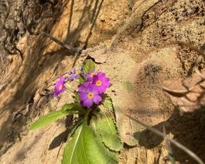 Evvelbaharçiçeği
Diğer isimleri: Çuha, martçiçeği

Primula vulgaris subsp. rubra…