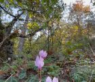 Kandilkökü, Hedera Yapraklı Sklamen, Domuz Topalağı
Cyclamen hederifolium Aiton
…