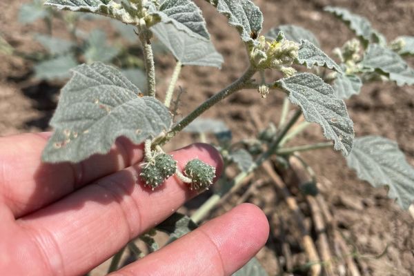 Siğilotu
Diğer isimleri: Bambulotu, akbaşotu

Chrozophora tinctoria – (L.)A.Juss…