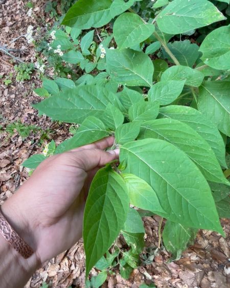 Atropa belladonna

Diğer isimleri: Güzelavratotu, ölümcül gece gölgesi, şeytanki…