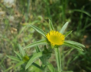 Buhurumeryem, altungöz, dikenotu
Pallenis spinosa (L.) Cass.
Asteraceae

Drog: Ç…