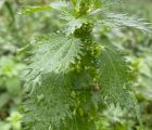 Küçük ısırgan
Urtica urens L.
Urticaceae

Drog: Herba

Lokasyon: Burhaniye Balık…