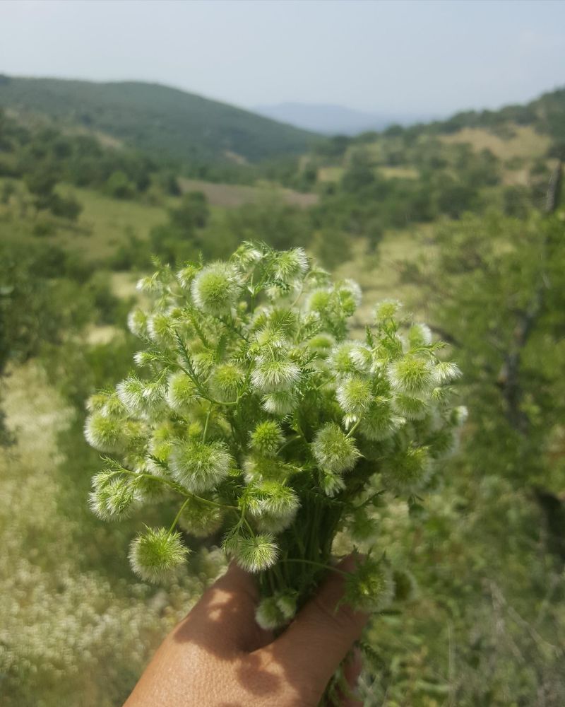 Pülüskün (ben pofidik diyorum )

Lagoecia cuminoides L.
Apiaceae

Drog: Herba

L…