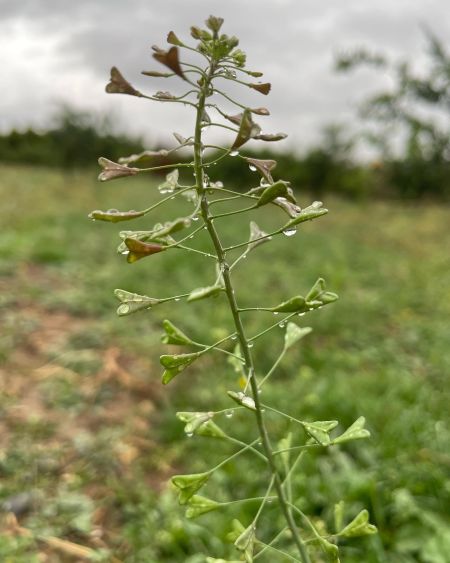 Çobançantası, çıngıldaklıot
Capsella bursa-pastoris (L.) Medik. 
Brassicaceae

D…