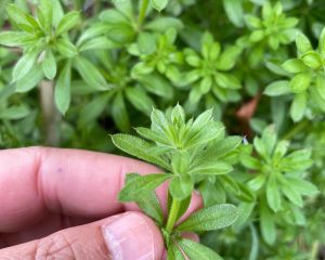 Yoğurtotu 
Diğer adları: Dilkanatan, çobansüzgeci
Galium aparine L. 

Drog: Herb…