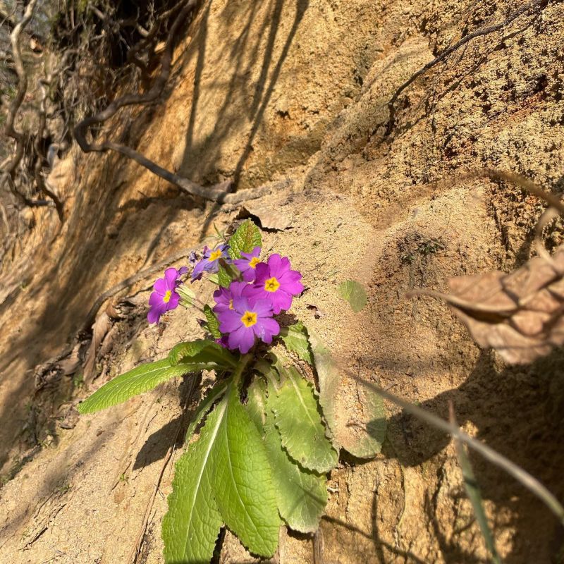 Evvelbaharçiçeği
Diğer isimleri: Çuha, martçiçeği

Primula vulgaris subsp. rubra…