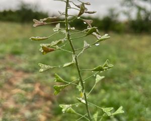 Çobançantası, çıngıldaklıot
Capsella bursa-pastoris (L.) Medik. 
Brassicaceae

D…