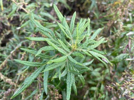 Adi pelin 
Diğer isimleri: Miskotu, ayvadana 

Artemisia vulgaris L.
Asteraceae …