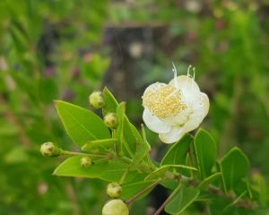 Mersin
Diğer isimleri: Murt
Myrtus communis L. 
Myrtaceae

Drog: Yaprak, çiçekli…