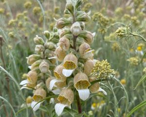 Kazdağı Yüksükotu
Digitalis trojana Ivan.

Scrophulariaceae

Tarih – yer: Hazira…