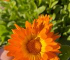 Aynısefa
Diğer adları: Portakal nergisi

Calendula officinalis L. 
Asteraceae 

…