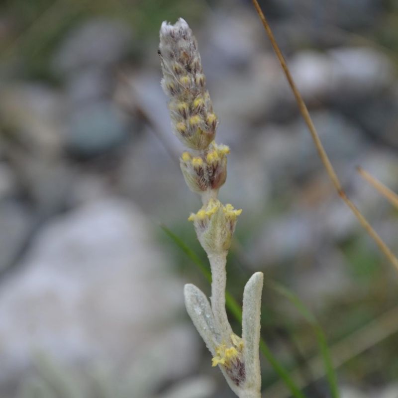 Sarıkız çayı, Kazdağı çayı
Sideritis trojana Bornm
Lamiaceae
Endemik (Kaz Dağlar…