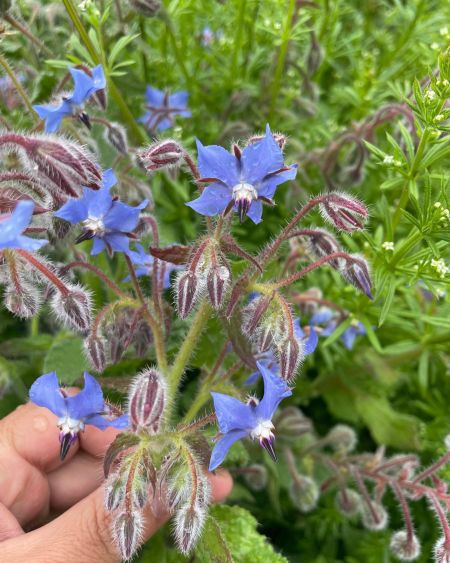 Hodan 
Diğer isimleri: Zembil çiçeği

Borago officinalis L.
Boraginaceae

Drog: …