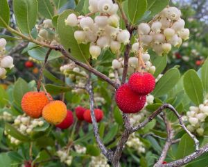 İlk dört fotoğraf:
Kocayemiş, hocayemişi, davulgu, davulga
Arbutus unedo L. 
Eri…