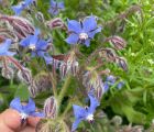 Hodan 
Diğer isimleri: Zembil çiçeği

Borago officinalis L.
Boraginaceae

Drog: …