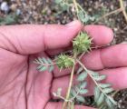 Çobançökerten
Diğer isimleri: Demirdikeni
Tribulus terrestris L.
Zygophyllaceae
…