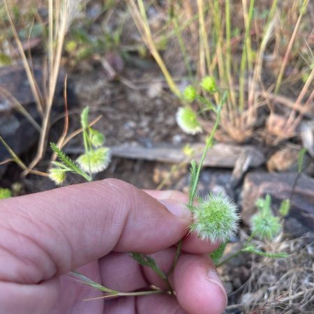 Pülüskünçiçeği
Lageocia cuminoides L.

Apiaceae

Drog: Laqeociae semen cum flos …