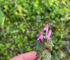 Baltutan
Lamium amplexicaule L.
Lamiaceae

Drog: Herba – Lamii amplexicauleae he…