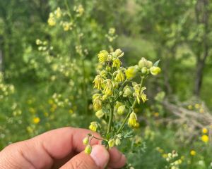 Kaytaran 
Diğer isimleri: Küçük çayır sedefi 

Thalictrum minus L.
Ranunculaceae…