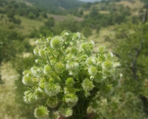 Pülüskün (ben pofidik diyorum )

Lagoecia cuminoides L.
Apiaceae

Drog: Herba

L…