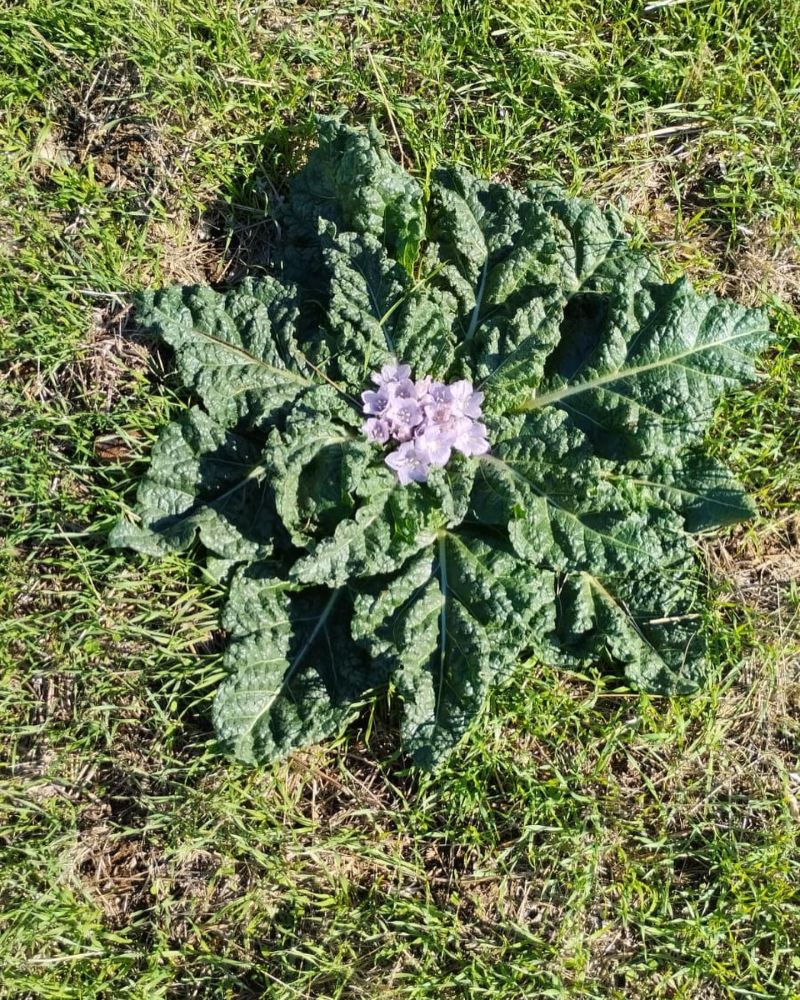 Adamotu 
Mandragora autumnalis Bertol.
Solanaceae
Drog: Kök ve yapraklar 

Lokas…