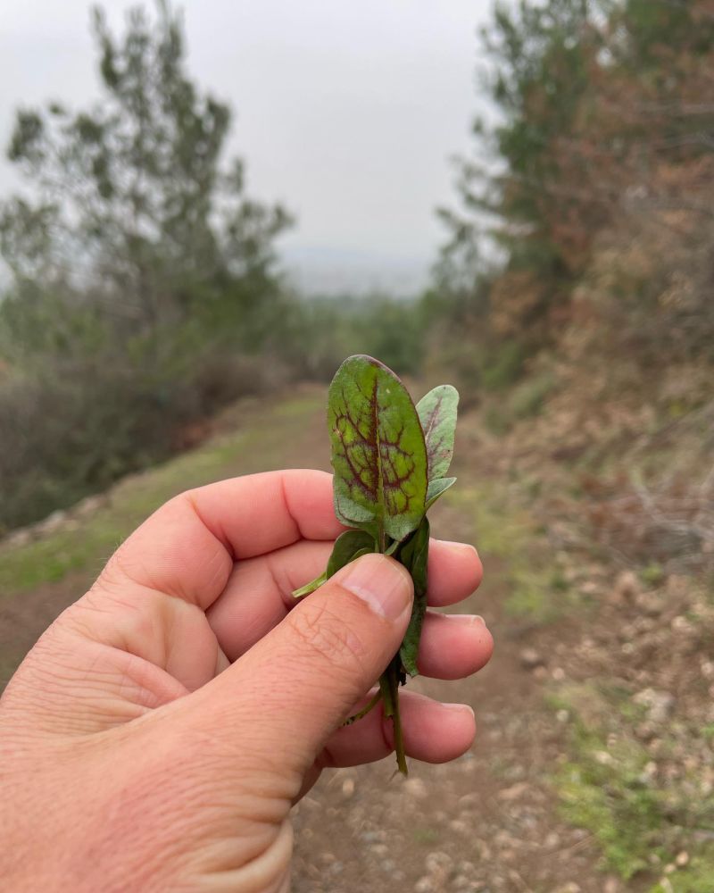 Kuzukulağı 
Diğer isimleri: Ekşikulak

Rumex sp.
Polygonaceae

Drog: Yaprakları …