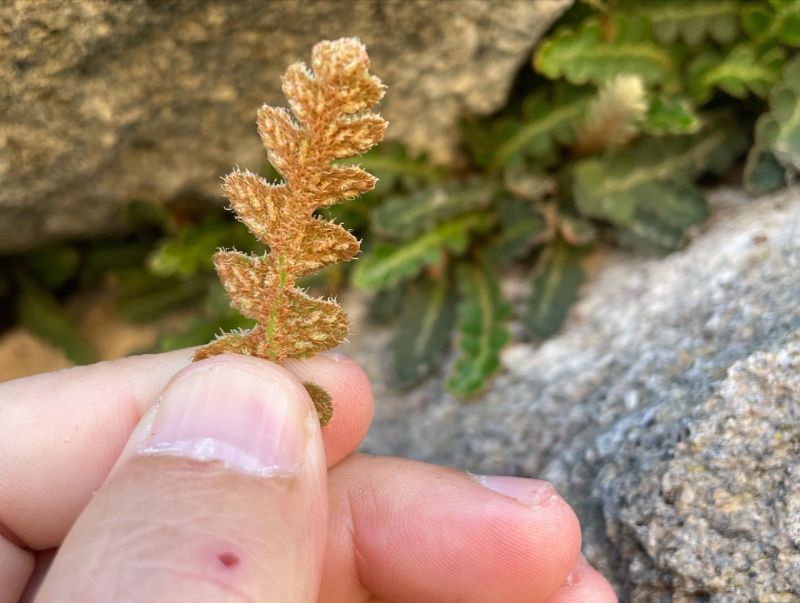 Dalakotu
Diğer isimleri: Altınotu, mayasılotu, saçakotu

Asplenium ceterach L. (…