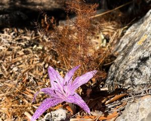 Güz acıçiğdemi, vargit, sürincam
Colchicum variegatum L.
Colchicaceae

Drog: Soğ…