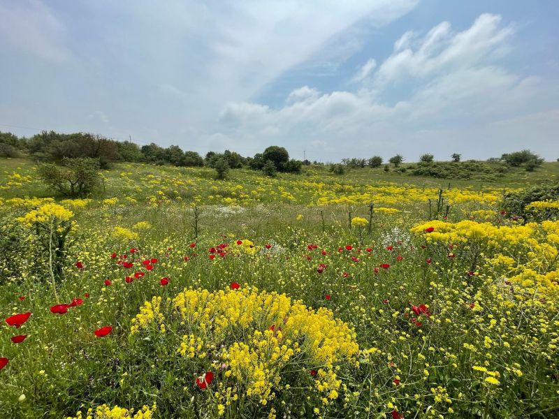 Çivitotu
Isatis sp.

Brassicaceae

Drog: Yaprak ve kökleri – Isatis folia cum ra…