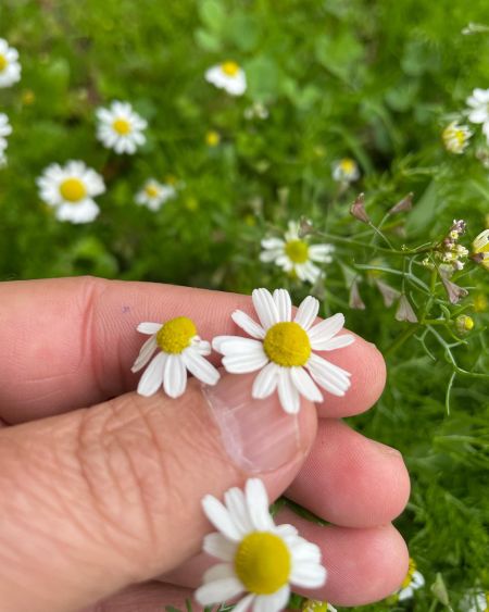 Tıbbi papatya
Diğer isimleri: Mayıs papatyası, adi papatya, papatça, babuneç, ba…