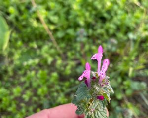 Baltutan
Lamium amplexicaule L.
Lamiaceae

Drog: Herba – Lamii amplexicauleae he…