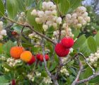 İlk dört fotoğraf:
Kocayemiş, hocayemişi, davulgu, davulga
Arbutus unedo L. 
Eri…