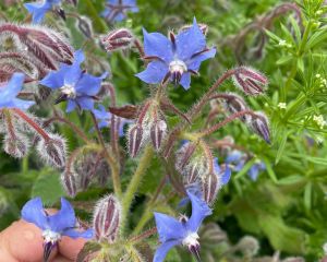 Hodan 
Diğer isimleri: Zembil çiçeği

Borago officinalis L.
Boraginaceae

Drog: …